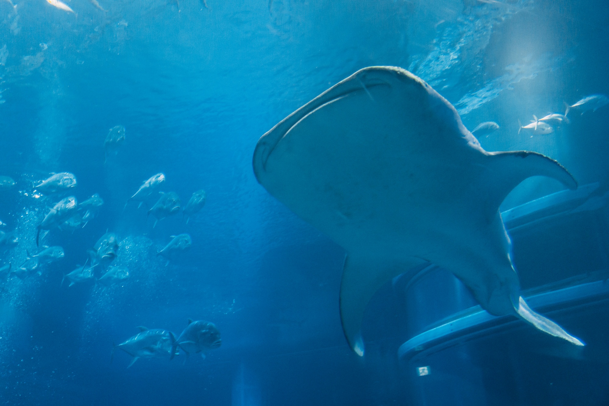 Acquario di Osaka Kaiyukan - Osaka