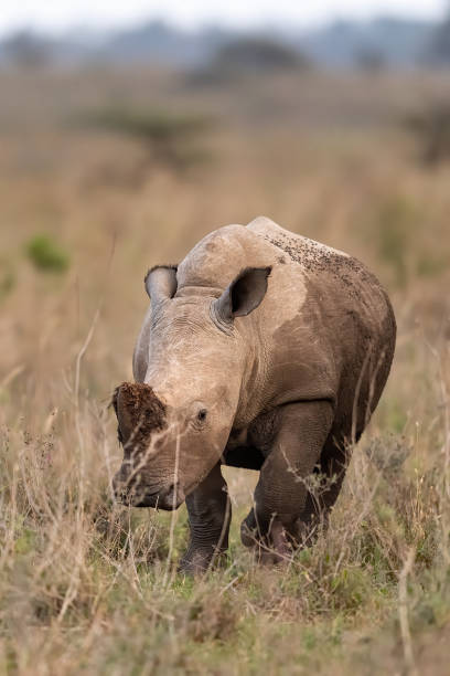 National Park Nairobi