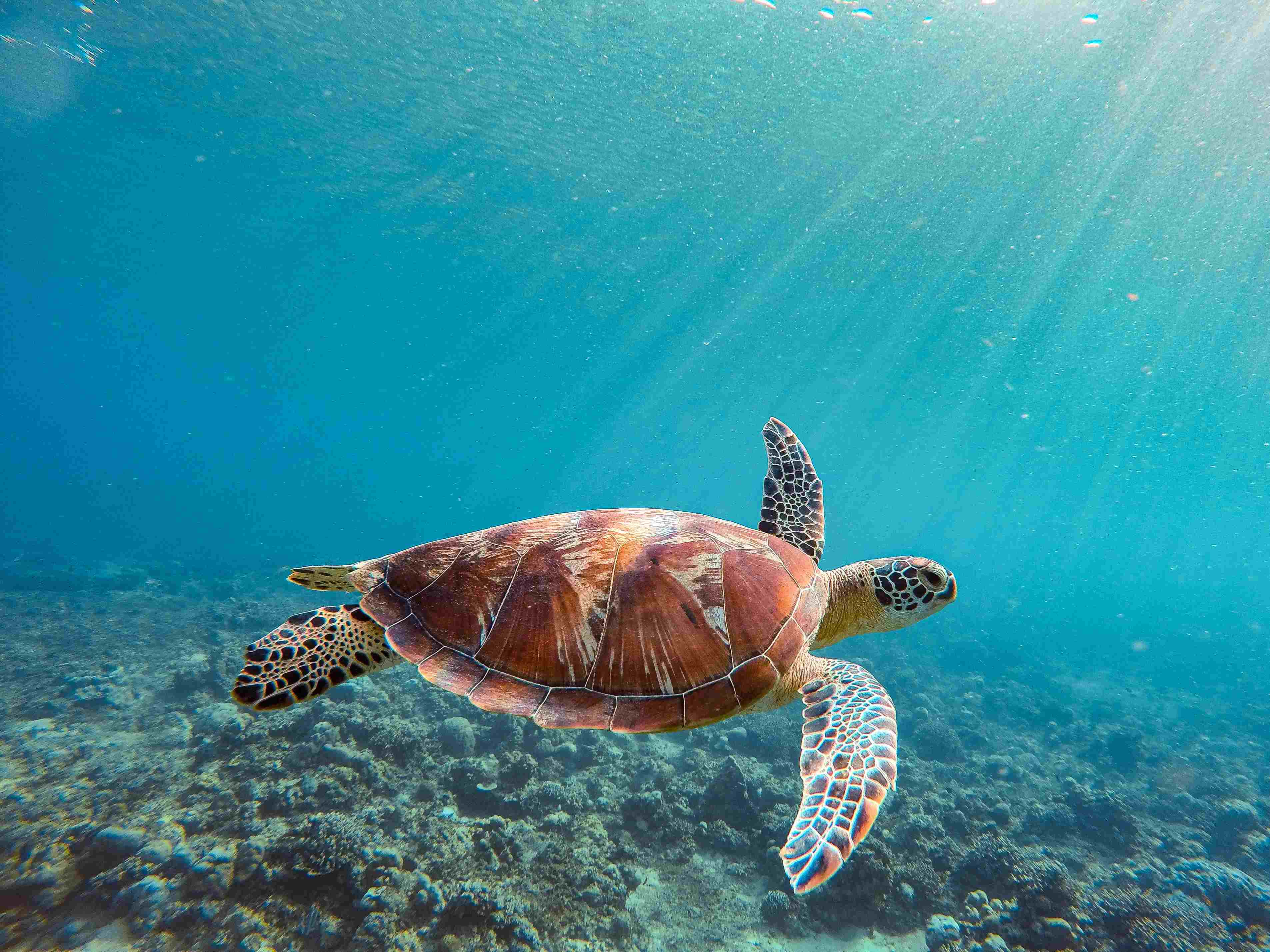 Turtle Conservation and Education Centre - Bali Denpasar