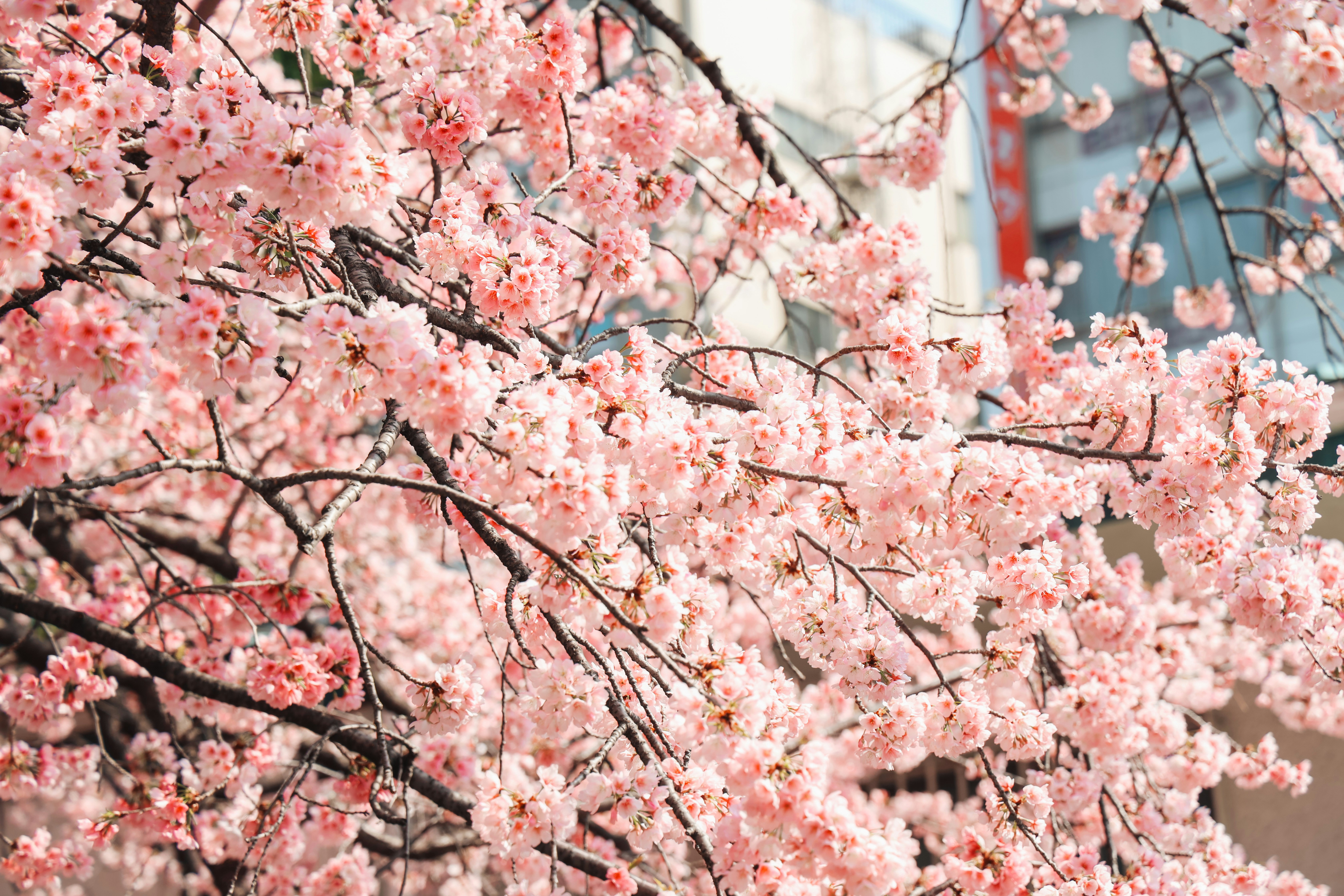 Ueno Park Tokyo
