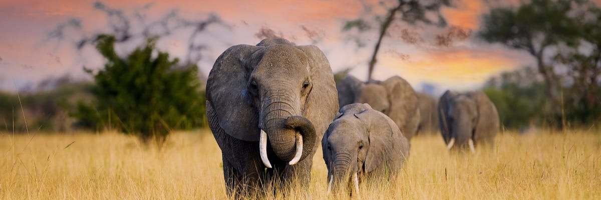 Flights to South Africa