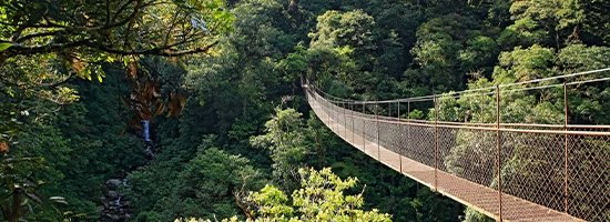 Puente colgante sobre un bosque frondoso y quebrada entre vegetación abundante en Boquete, Panamá.
