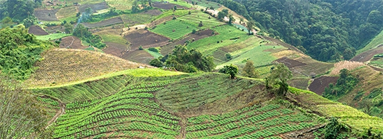Cafetales y paisaje montañoso en Tierras Altas, Chiriquí, Panamá.