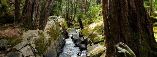 Arroyo fluyendo entre rocas cubiertas de musgo en un bosque denso.