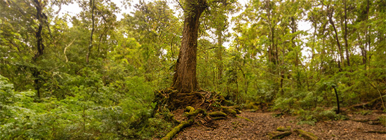 Braulio Carrillo National Park