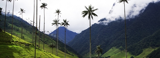 Wax palms rising above rolling green hills in Valle del Cocora.