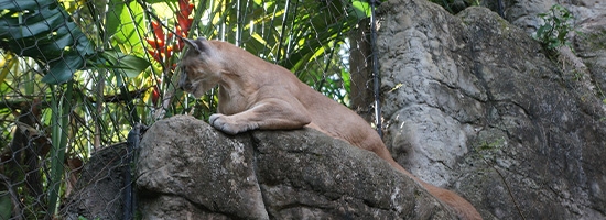 Felino acostado en el Zoológico de Cali