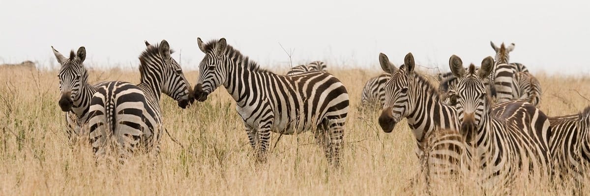 "Перелеты Turkish Airlines из Болоньи в Найроби",