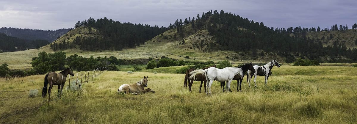 United Airlines New Dreamliner Livery