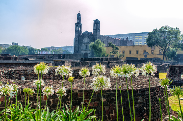 Plaza de las Tres Culturas, with dandelions in the front.