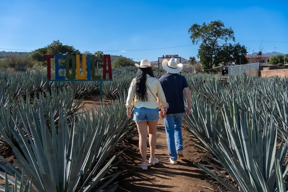 Two people strolling among tequila plants in Tequila Town.