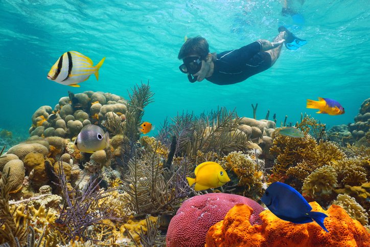 A man snorkeling and admiring the underwater with colorful seafish.