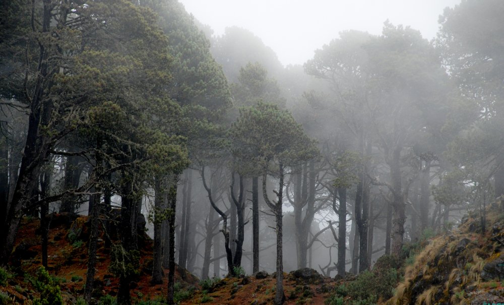 Árboles y bosque de la zona del volcán Tacaná, cubiertos de niebla volcánica.