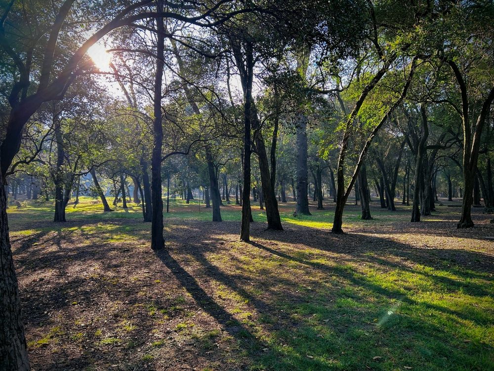 Temprano por la mañana en el Bosque de Chapultepec, Parque Chapultepec, en la Ciudad de México.