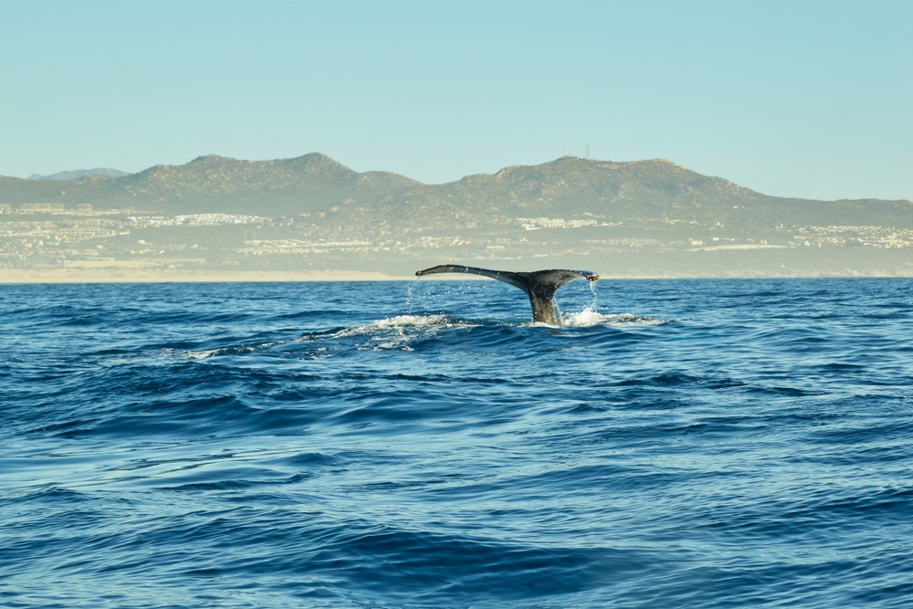 Avistamiento de ballenas cerca del Cabo San Lucas.
