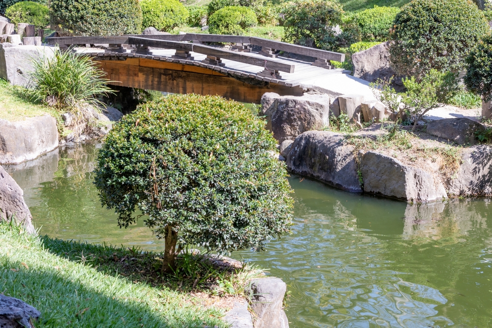 Estanque en un jardín japonés rodeado de hierba verde y árboles frondosos con un puente de fondo en el parque público Bosque Colomos, Guadalajara, Jalisco México.