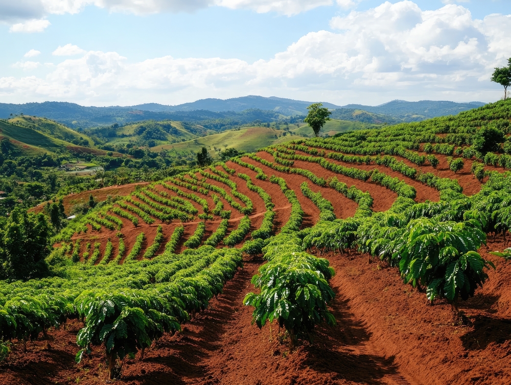 Vista panorámica de una finca cafetera en las afueras de Tapachula.