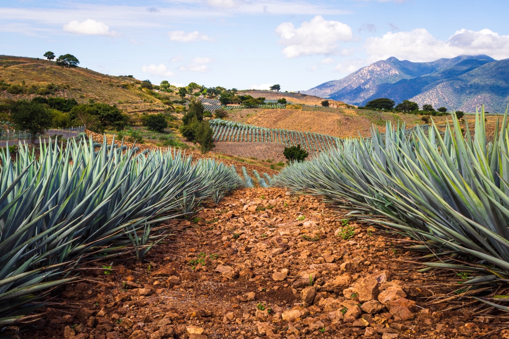 Hermosa vista de los campos de agave con perspectiva central de punto de fuga. maravilloso paisaje con agaves. Jalisco, México.