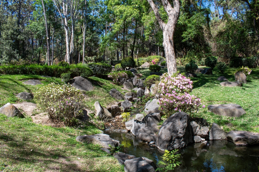 Jardín japonés tranquilo con agua, piedras y flores rosadas en el bosque de Colomos, Guadalajara, Jalisco, México