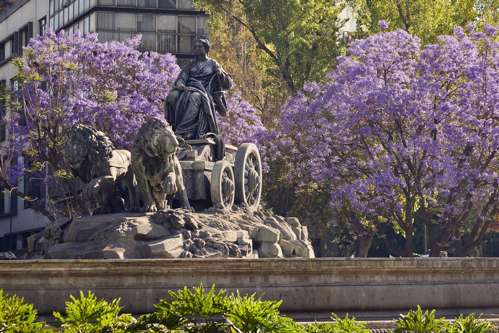 Cibeles Fountain bronze replica in the roundabout of Plaza Villa de Madrid in the Roma neighborhood with jacaranda trees in bloom.