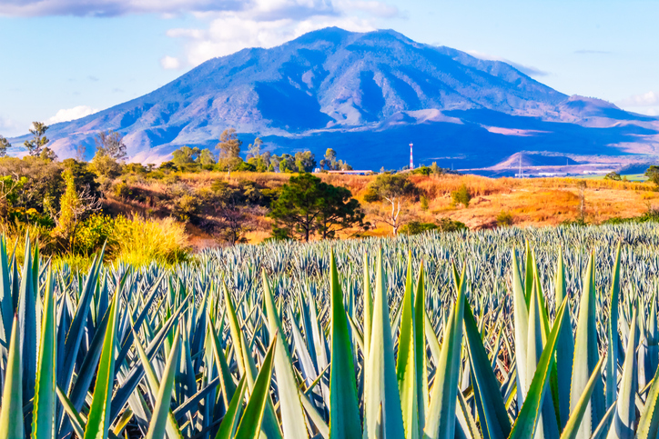 Tequilero agave frente al volcán Sanganguey, en Tepic.