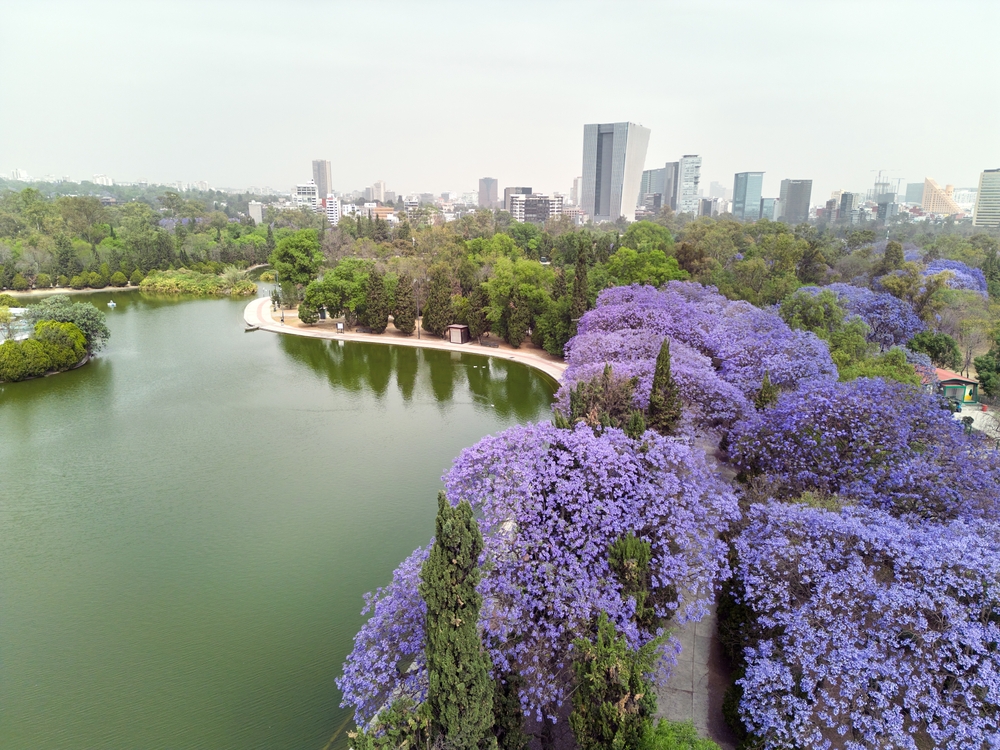 Jacarandás florecientes y lago en el parque Chapultepec.