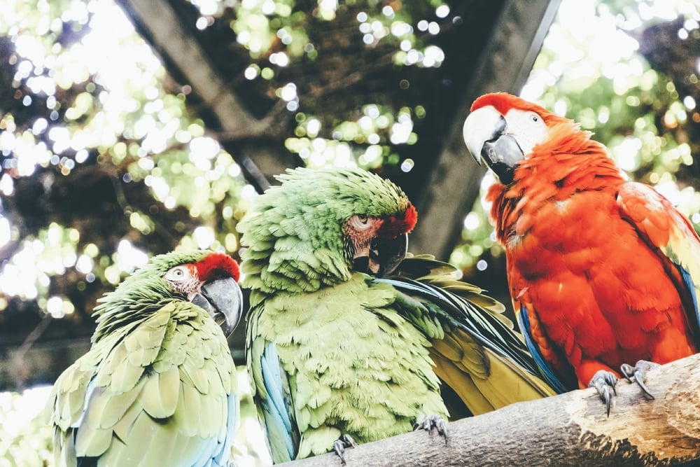 Colorful scarlet macaw parrots against the jungle background, in Guadalajara’s Zoo.