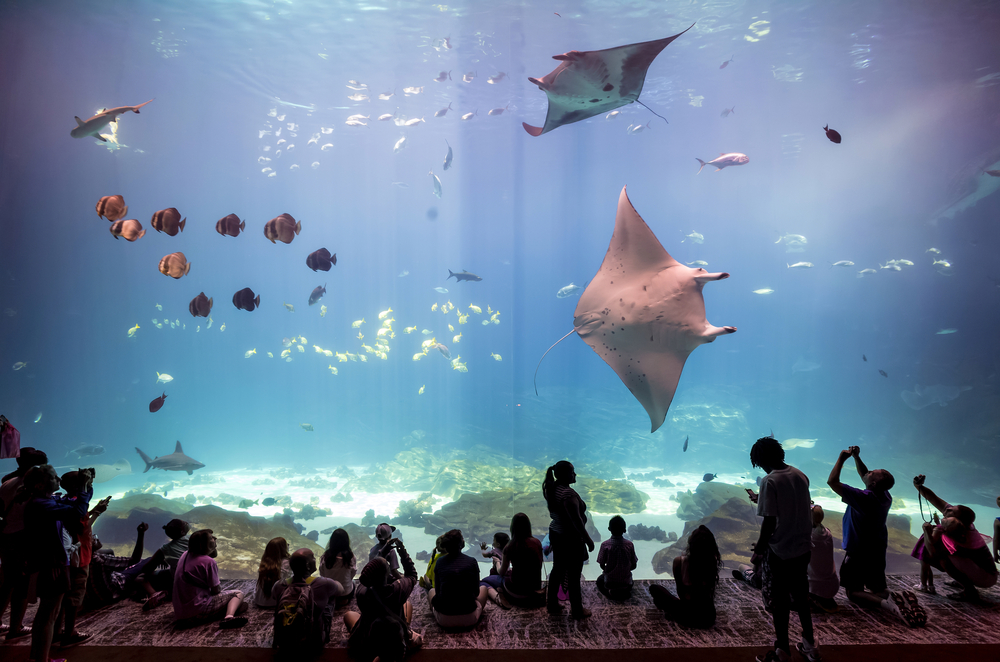 Grandes y chicos admiran la vida marina en Georgia Aquarium en Atlanta.