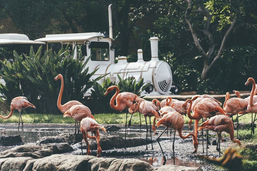 Rubber flamingos (Phoenicopterus) inside a fountain in the background of a passing white tourist train.