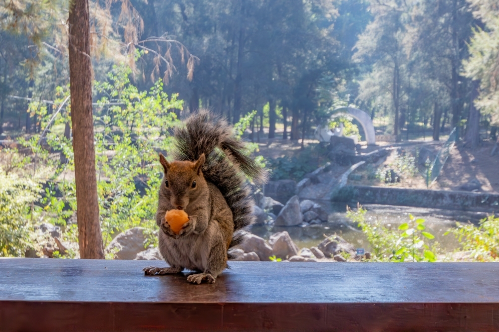 Squirrel standing eating a piece of bread on the terrace fence of a rural restaurant, pine trees in a blurred and cloudy background, sunny day in the Colomos Park forest, Guadalajara, Jalisco Mexico.