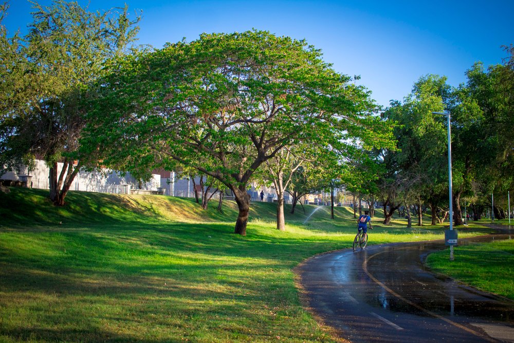 Senderos y árboles en el Parque Las Riberas, Culiacán.