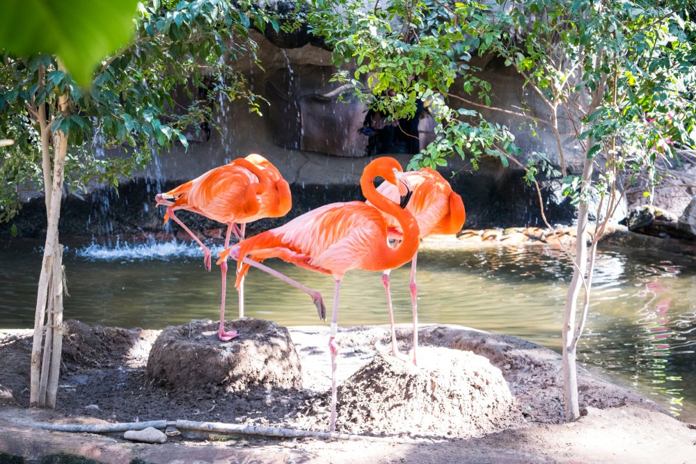 Flamencos en su hábitat natural en el Zoológico de Mexicali.