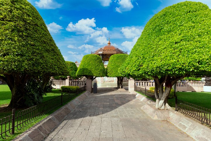 Pruned trees at Plaza de los Mártires in León’s historic center.
