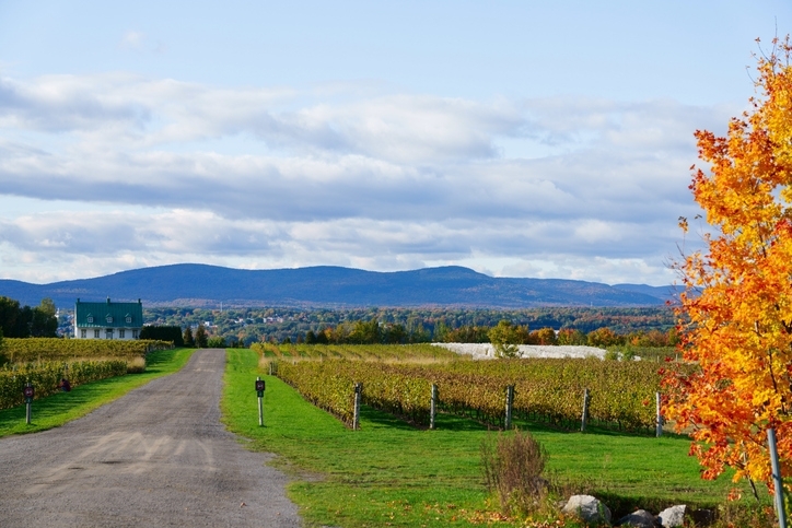Viñedo en las afueras de Ontario, por la ruta del vino.