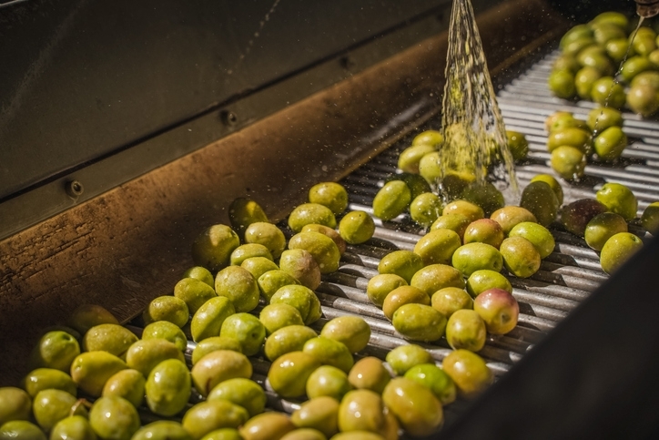 Aceitunas verdes lavadas a máquina.
