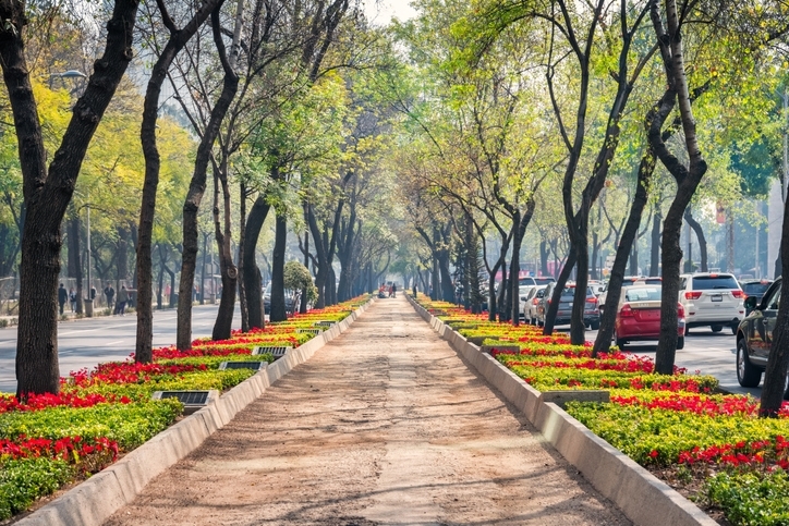 Avenida arbolada en Paseo de la Reforma, en la ciudad de México