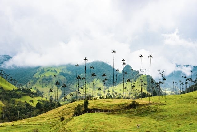 Paisaje del Valle de Cocora en el Eje Cafetero colombiano con palmas de cera, colinas verdes y cielo nublado al fondo.