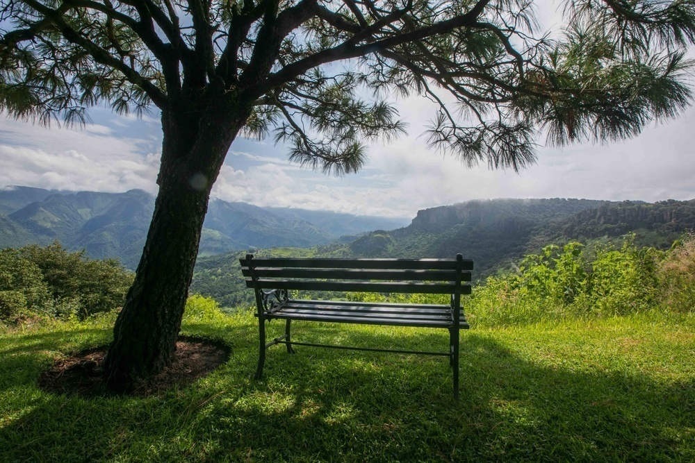 A bench below a tree with mountain views in Barranca de Huentitán