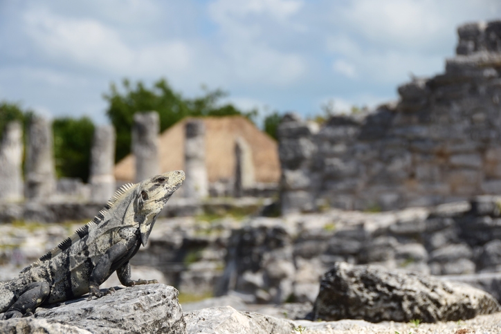Shot of an iguana in the archeological ruins of El Rey.