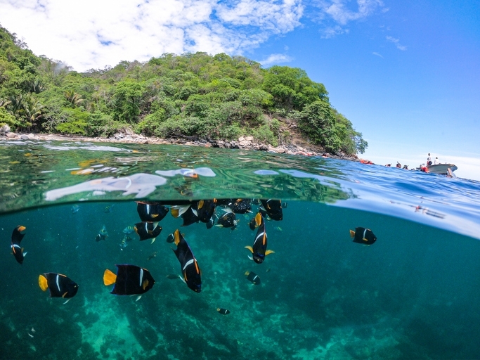 Small fish swimming under the crystal clear water of Playa Majahuitas.
