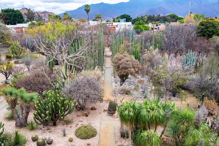 Ethnobotanical Garden of Oaxaca.